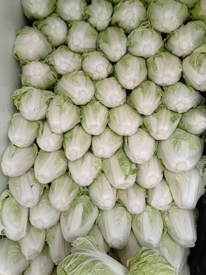 【应季菜】精品河南夏阳白菜大量上市耐热耐湿产地拣货装车