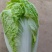 【应季菜】精品河南夏阳白菜大量上市耐热耐湿产地拣货装车