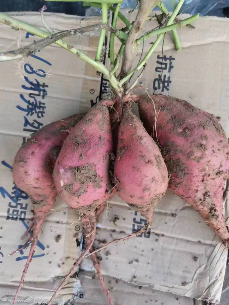 四川红薯西瓜红红薯一手货源视频看货以质论价