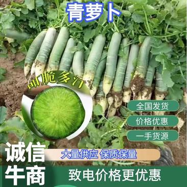 【原产地】潍县青萝卜，甜脆多汁，产地一手货源批发品质保证