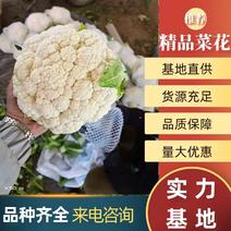 【推荐】雪宝菜花，可视频，河北邯郸产地直供全国各地