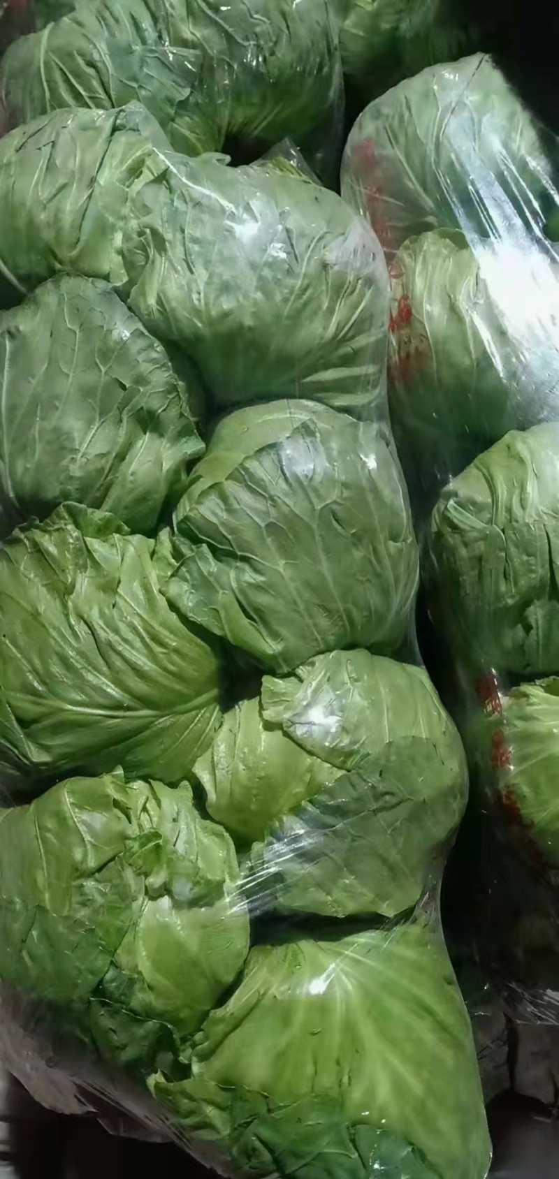 【推】精品甘蓝，基地直供全国市场超市货源充足保质保量