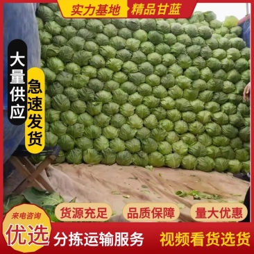 【推】精品甘蓝，基地直供全国市场超市货源充足保质保量