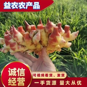 【精品小黄姜】生姜产区直供红芽仔姜鲜姜上市中，保证质量