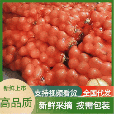 【畅销】蜜柚红心柚，白心柚大量上市基地直发，果大肉嫩