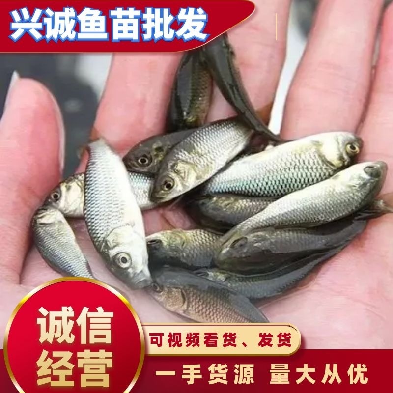 鲤鱼，荷花鲤，三纹鲤，锦鲤，苗裸班，送货上门