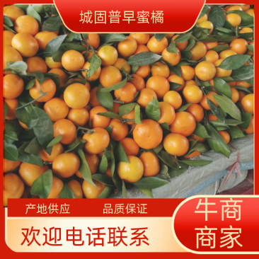 陕西城固县小叶桔，大量上市，颜色好，口感甜，货量大。