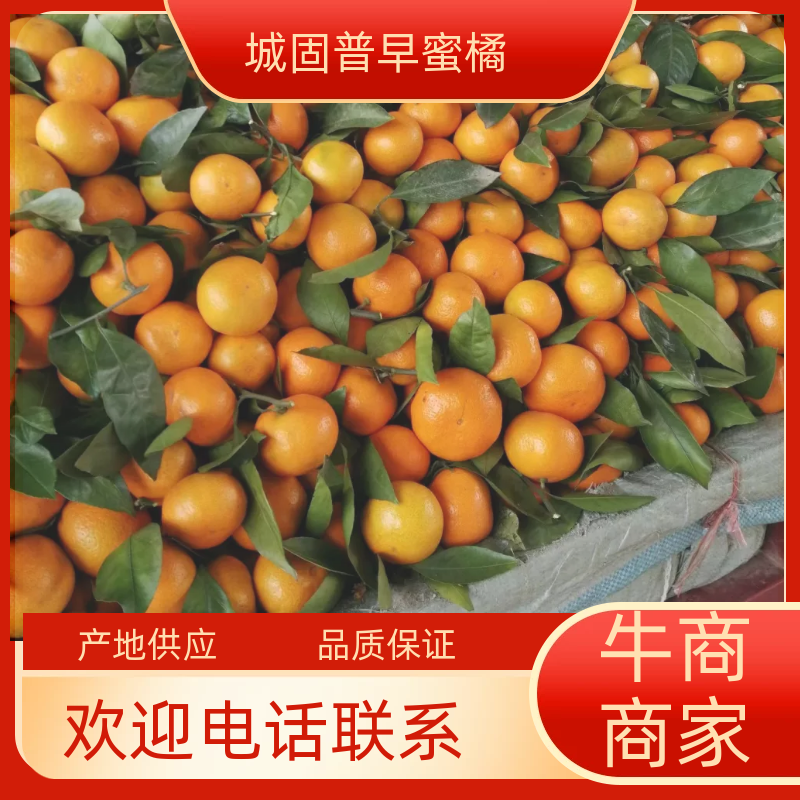 陕西城固县小叶桔，大量上市，颜色好，口感甜，货量大。