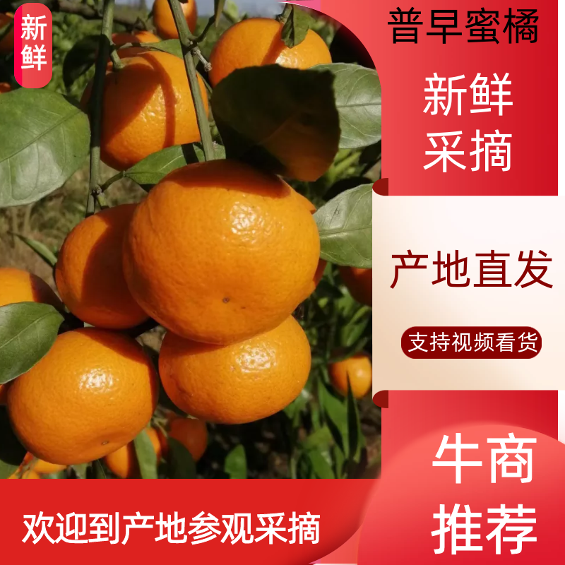 陕西城固高山蜜桔，规格齐全，皮薄汁多，一手货源。