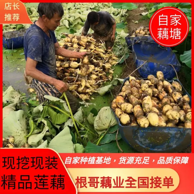 莲藕，6号现在大量上市现货现发，支持线上看货，品质保