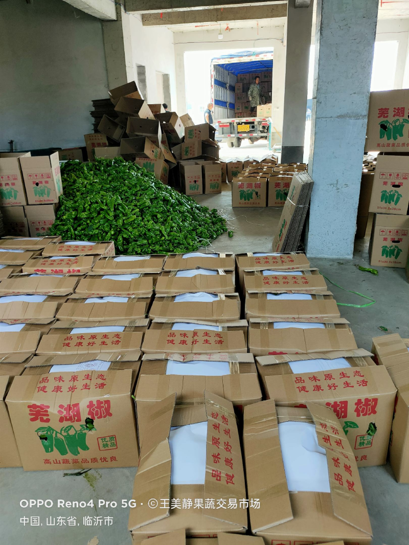 推荐山东薄皮椒大青椒芜湖椒对接电商市场欢迎随行就市