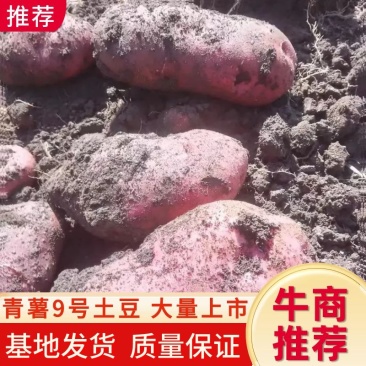 精品电商货青薯9号土豆青海高原精品土豆产地发货欢迎咨询