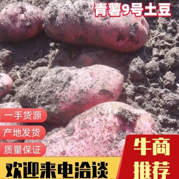 青海高原精品土豆青薯9号，表皮红色，有网纹，薯肉黄色