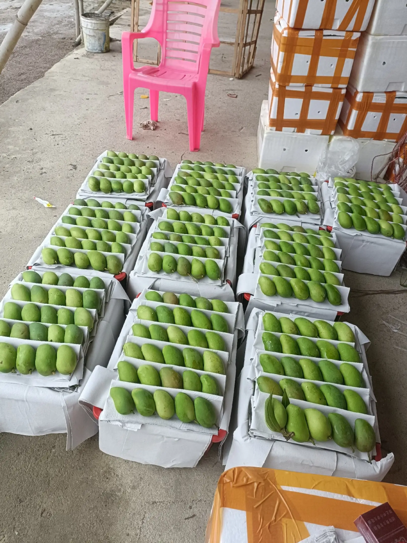 精品小台芒海南产地直供二级果批发零售货源充足量大价优先