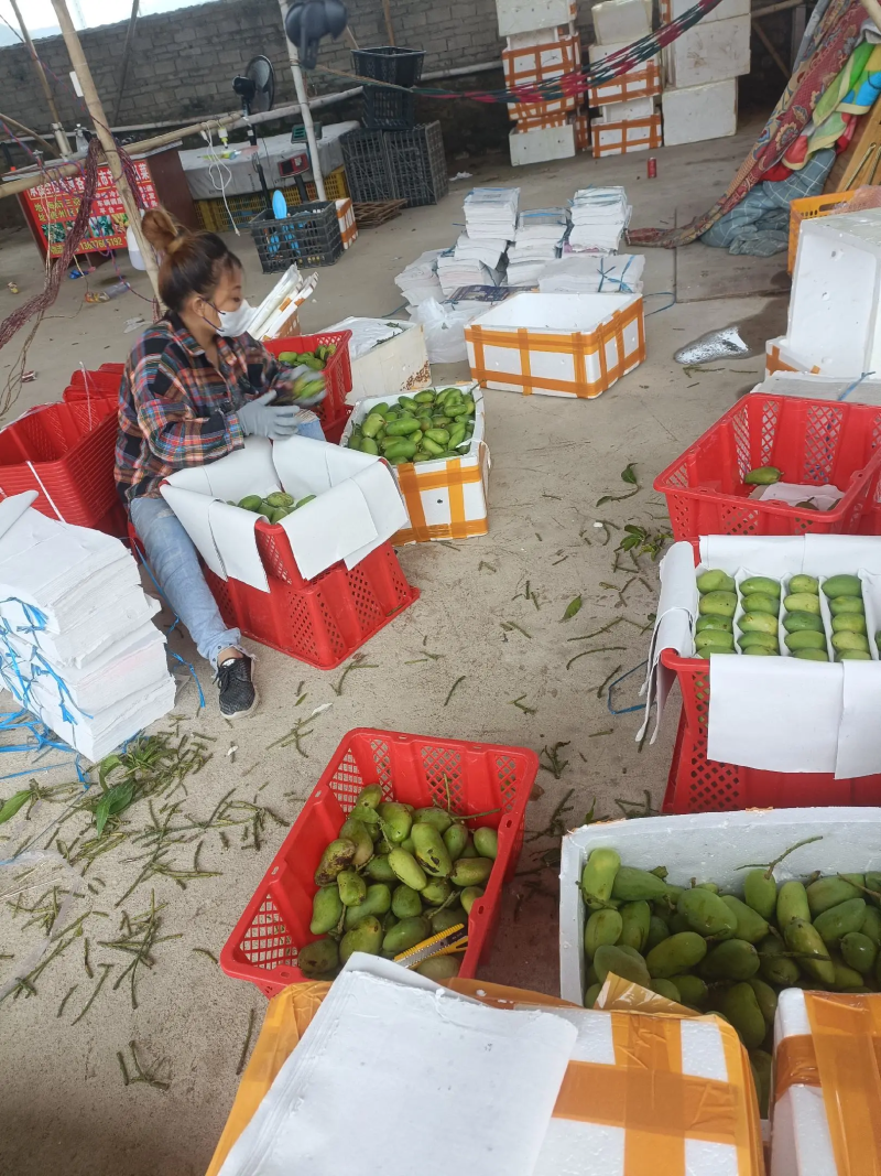 精品小台芒海南产地直供二级果批发零售货源充足量大价优先