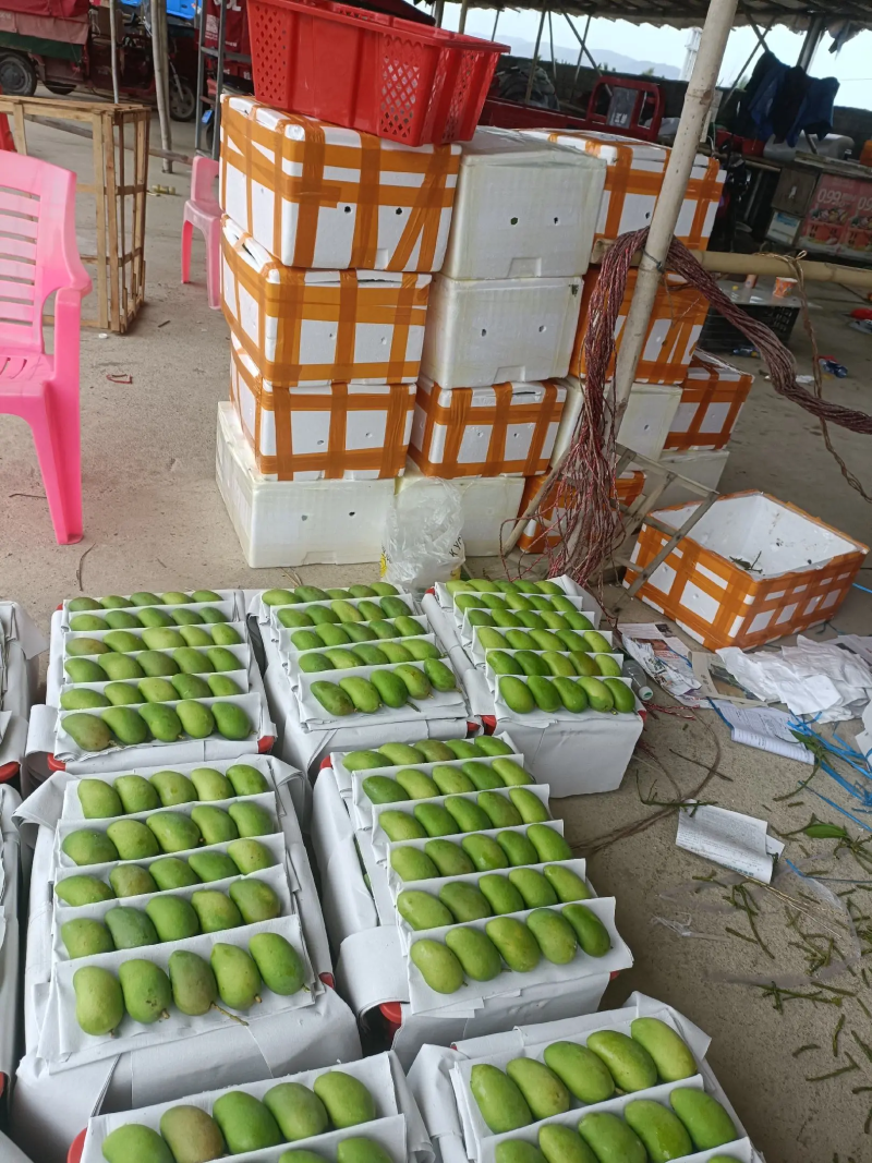 精品小台芒海南产地直供二级果批发零售货源充足量大价优先