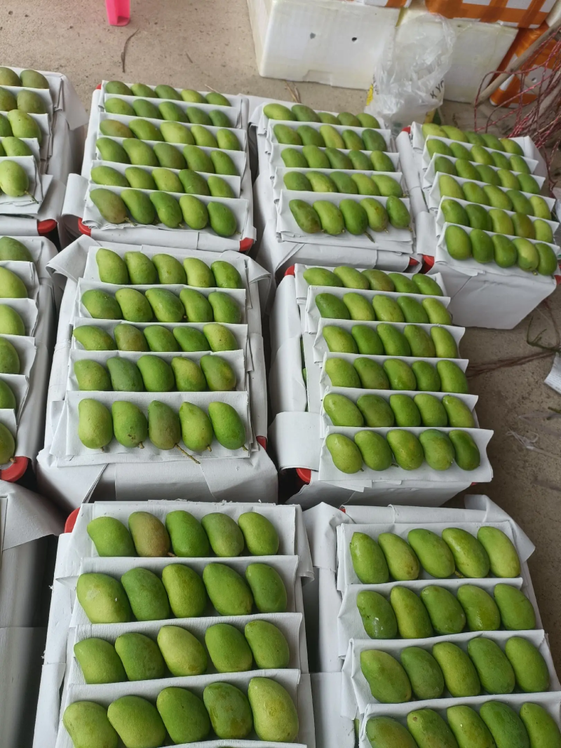 精品小台芒海南产地直供二级果批发零售货源充足量大价优先