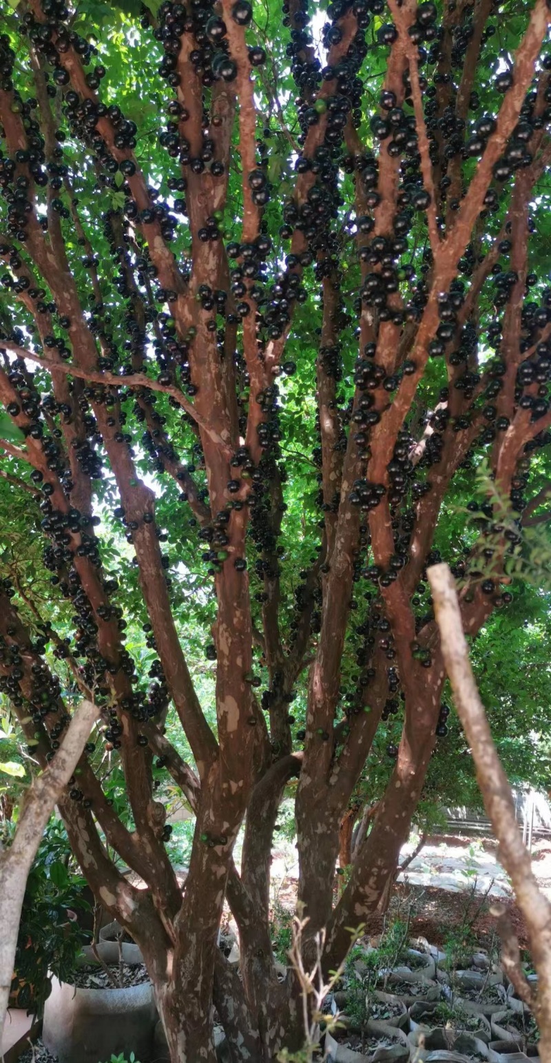 嘉宝果/树葡萄/基地直发