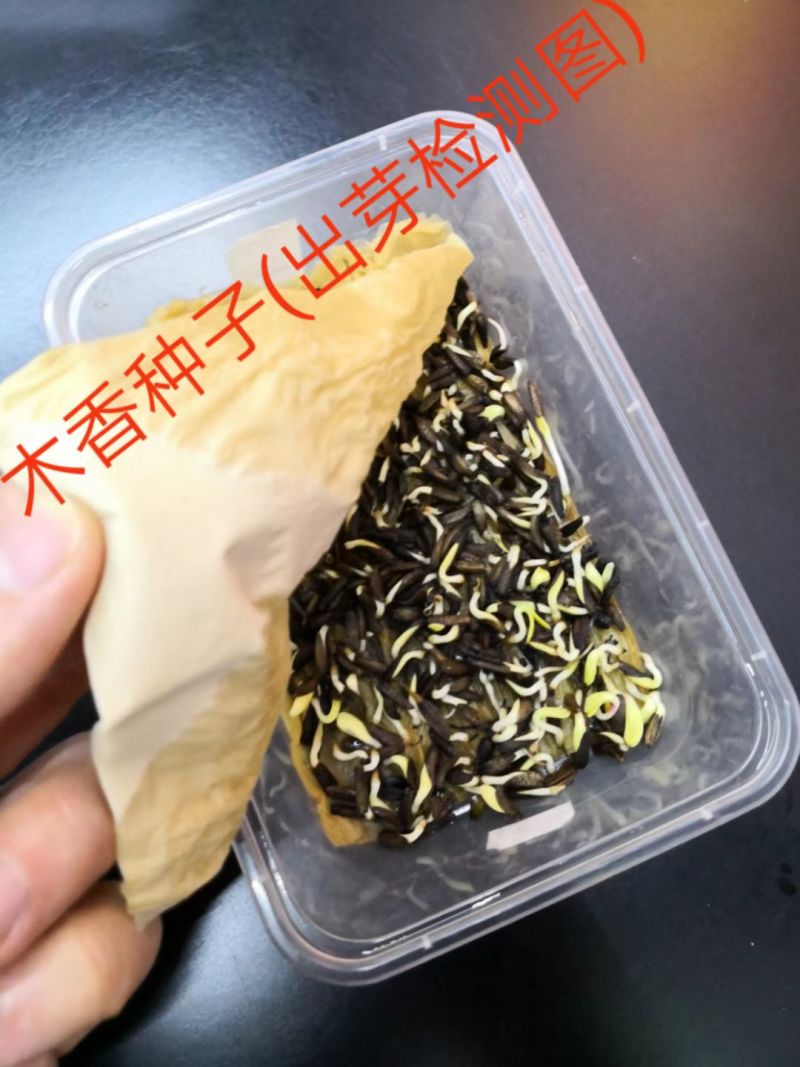 【木香种子】新种子云木香种子川木香种子