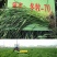冬牧70黑麦草种子牧草种子养殖牧草产草量高牛羊兔