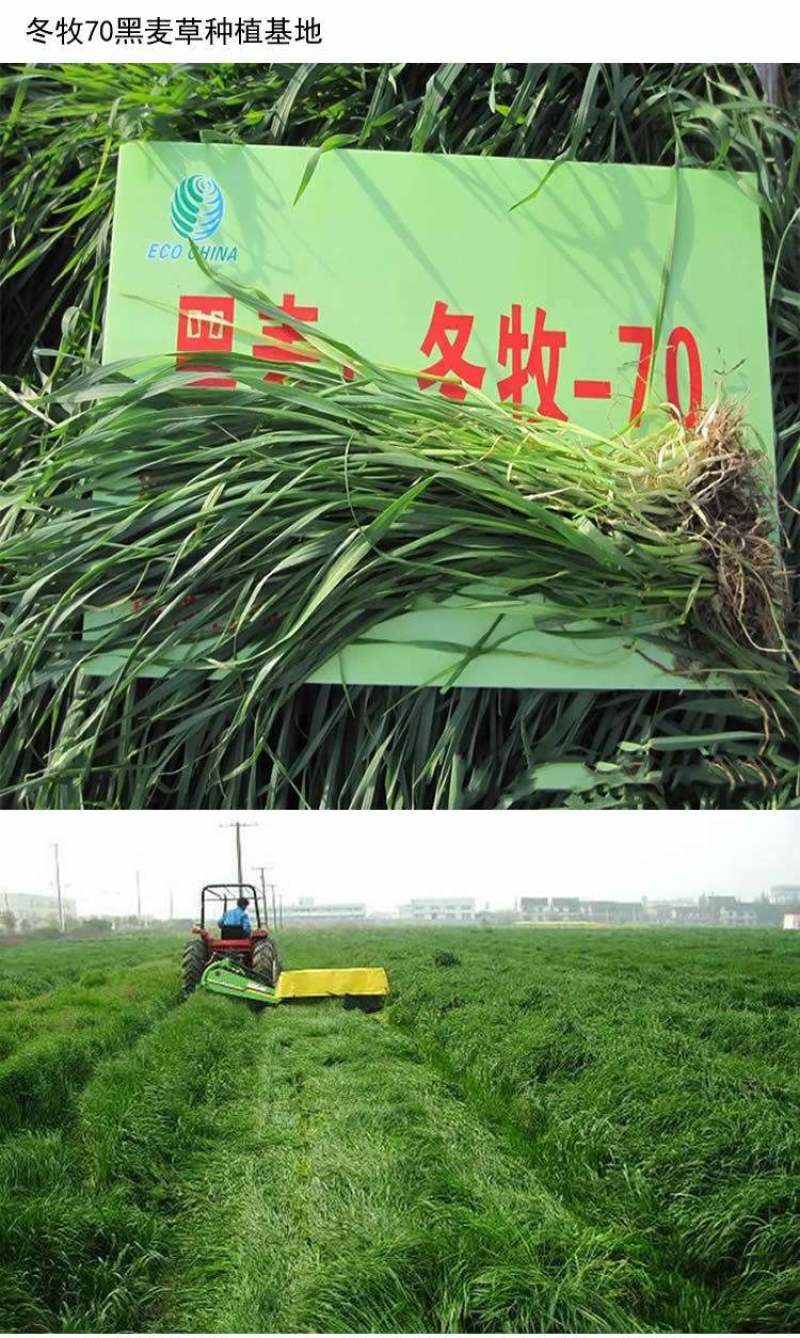 冬牧70黑麦草种子牧草种子养殖牧草产草量高牛羊兔