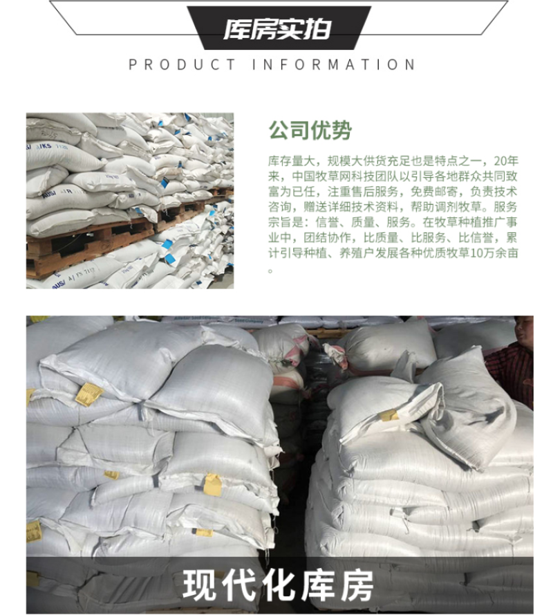 冬牧70黑麦草种子牧草种子养殖牧草产草量高牛羊兔