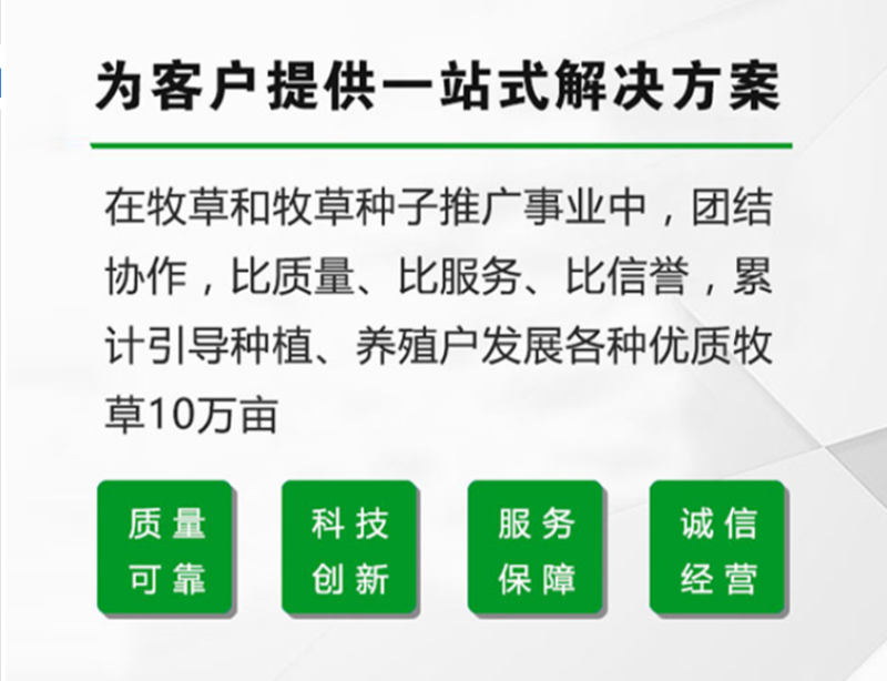 冬牧70黑麦草种子牧草种子养殖牧草产草量高牛羊兔