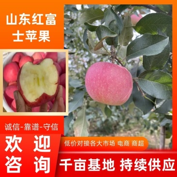 【苹果】山东红富士苹果条纹水晶富士冰糖心大量出库
