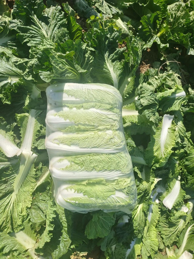 北京三号白菜大量供应中，各种包装各种标准