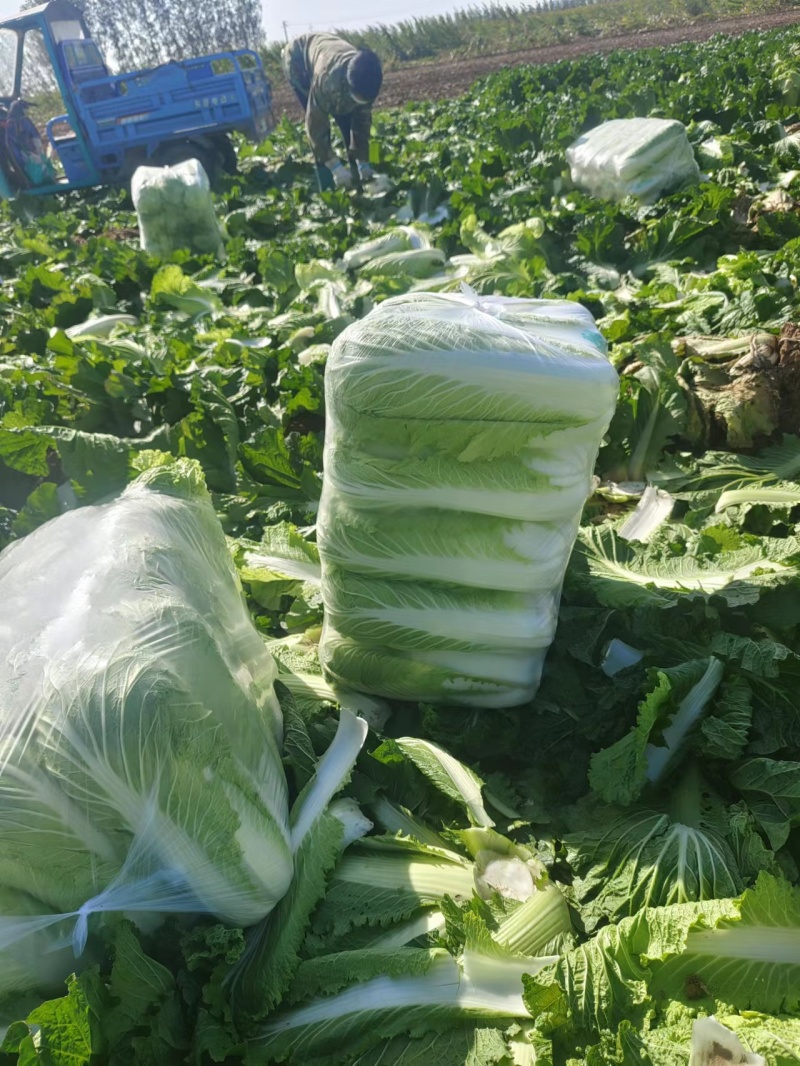 北京三号白菜大量供应中，各种包装各种标准