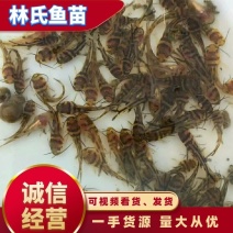 【产地发货】广州黄骨鱼苗黄颡鱼苗空运客运送货上门提供技术