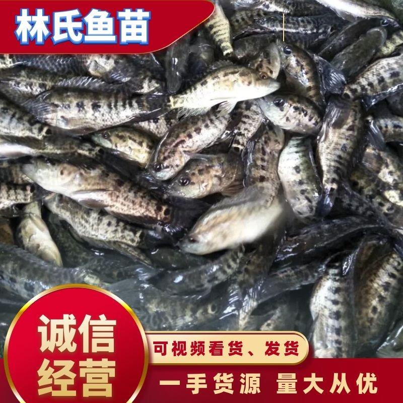 【产地发货】石斑鱼苗，淡水石斑鱼苗，免费提供养殖技术