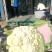 有机松花菜大量上市，青梗白面小米粒，大量上市中代发全国