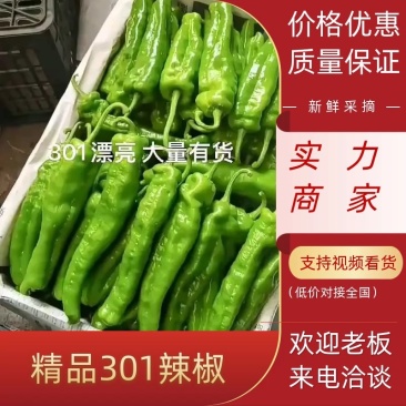 薄皮辣椒，线椒，螺丝椒新鲜上市大量现货，代发全国