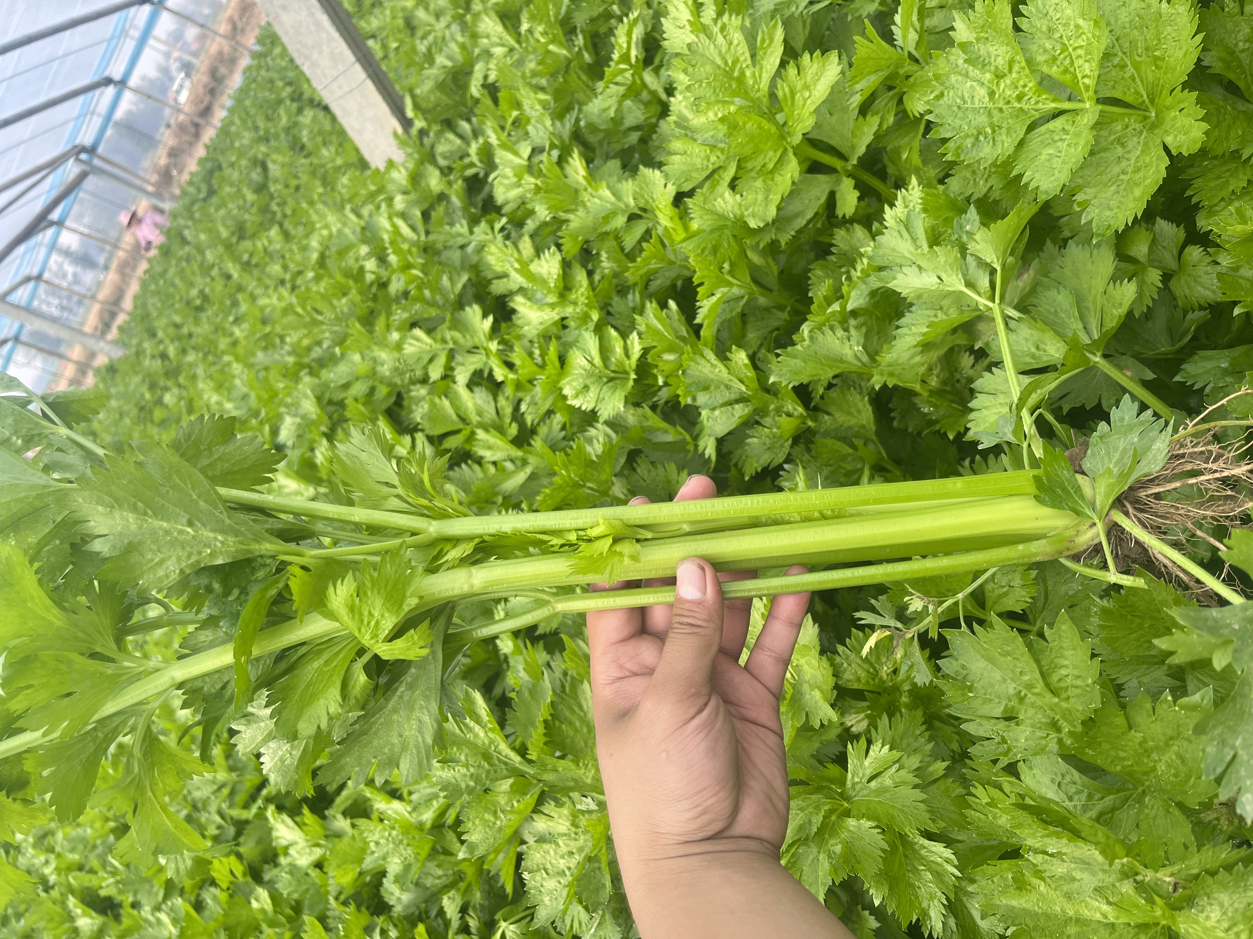 图片说明:展示一道以新鲜西芹为主料的家常菜——西芹炒百合,强调自然烹饪方式 新鲜西芹料理示意图