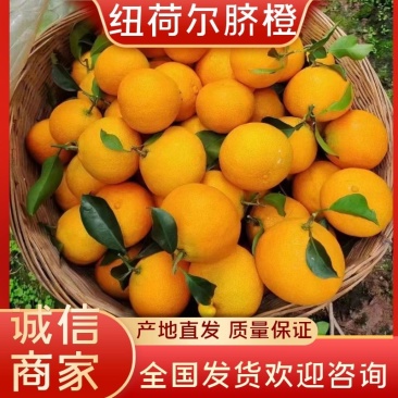 湖北纽荷脐橙产地直发价格优惠,可视频看货欢迎咨询电话