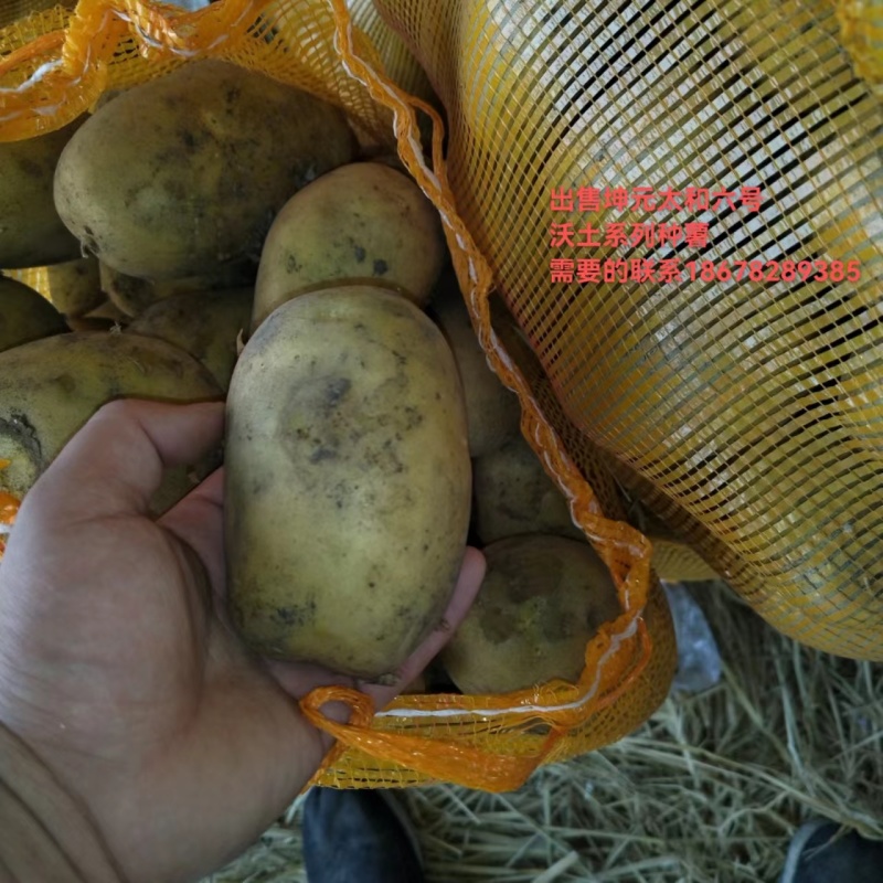精品沃土五号种子v7基地直供手货源品质保证诚信经营