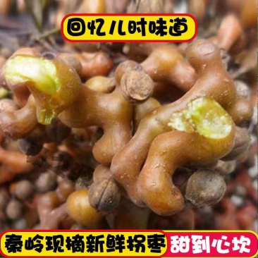 （基地直供）秦岭野生拐枣新鲜枳椇子泡酒煲汤万寿果鸡爪梨