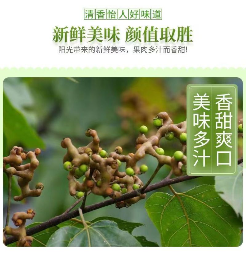 （基地直供）秦岭野生拐枣新鲜枳椇子泡酒煲汤万寿果鸡爪梨