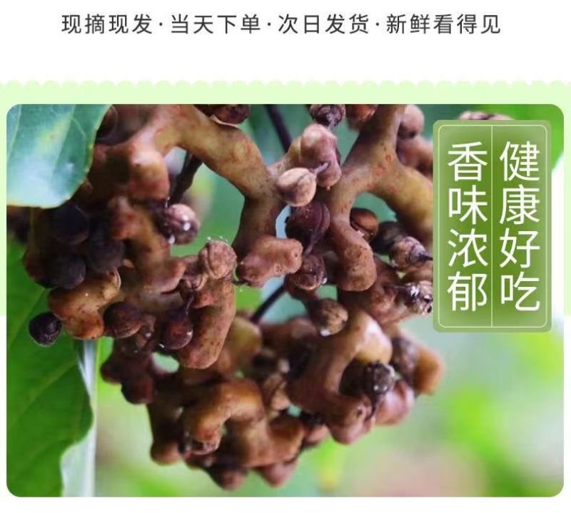 （基地直供）秦岭野生拐枣新鲜枳椇子泡酒煲汤万寿果鸡爪梨