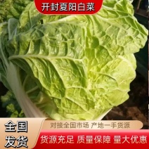 优质夏阳白菜大白菜万亩产地直发商超品质一手货源