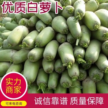 青萝卜热销中个头大质量好视频看货诚信为本欢迎来电
