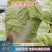（优质夏阳白菜）通许夏先锋热白菜热销中质量保证欢迎来电