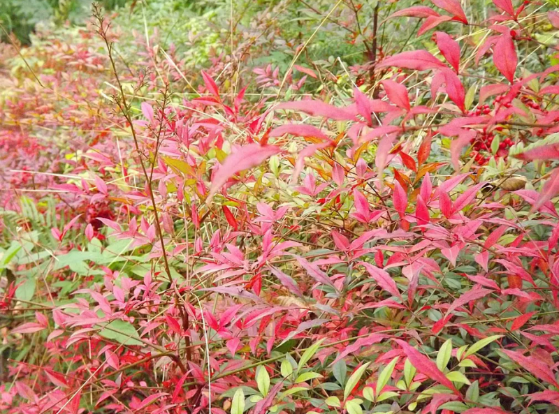 潢川火焰南天竹植株优美绿化彩叶植物量大从优