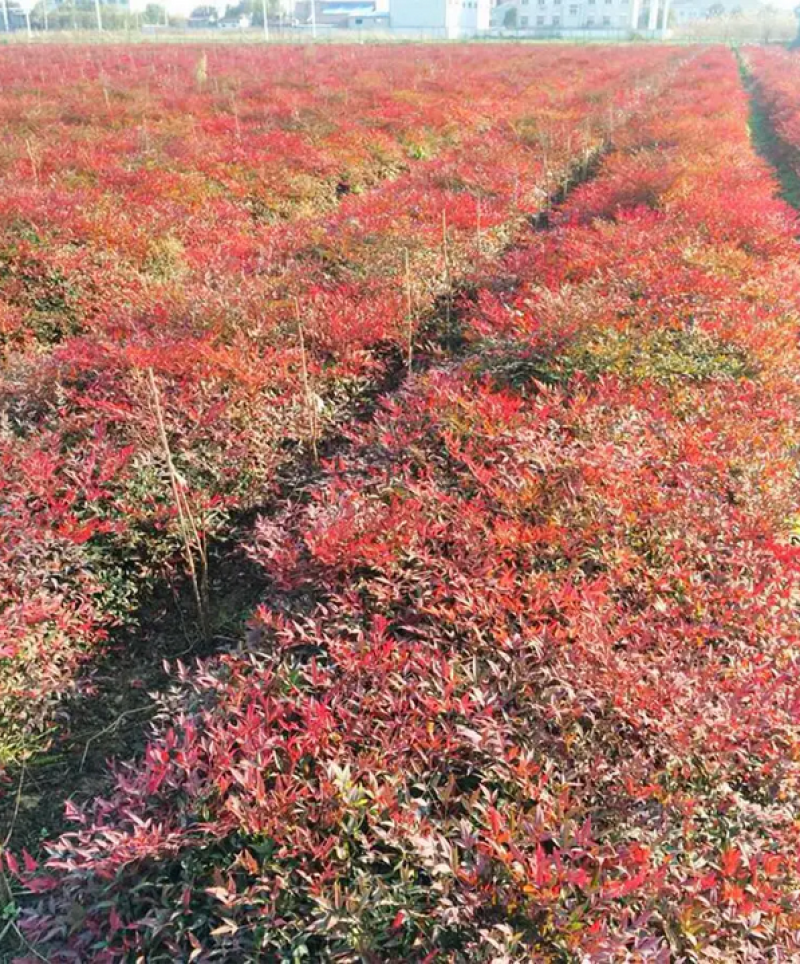 潢川火焰南天竹植株优美绿化彩叶植物量大从优