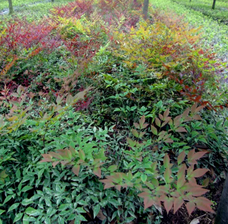 潢川火焰南天竹植株优美绿化彩叶植物量大从优
