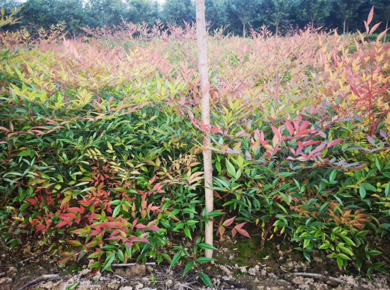 潢川火焰南天竹植株优美绿化彩叶植物量大从优