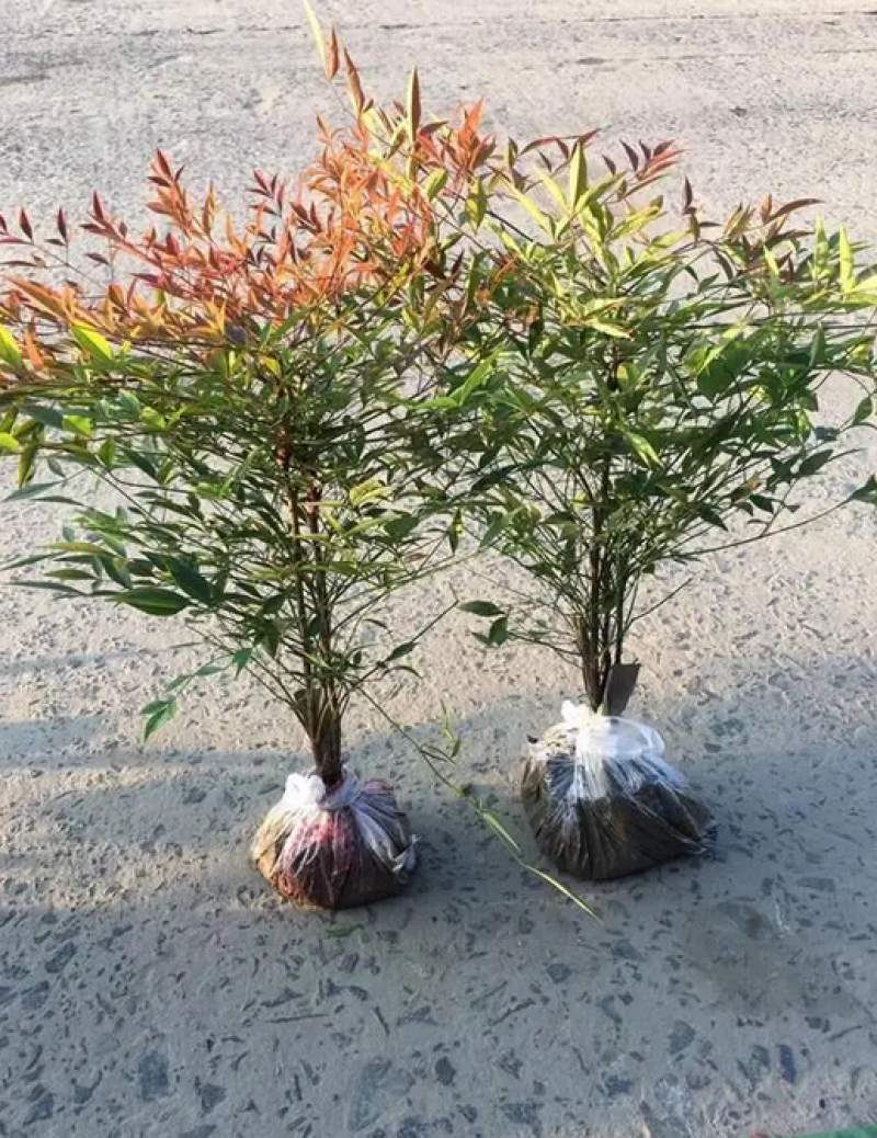 潢川火焰南天竹植株优美绿化彩叶植物量大从优