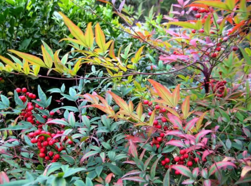 潢川火焰南天竹植株优美绿化彩叶植物量大从优