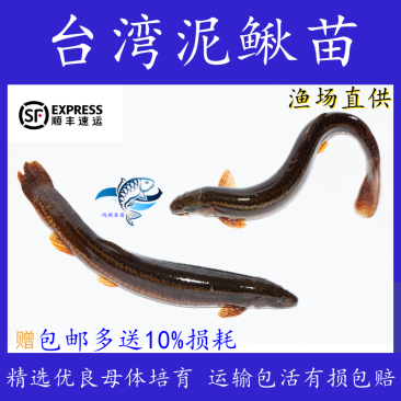 台湾小泥鳅苗泥鳅鱼鲜活乌金鳅筏钓鱼养殖量大从优